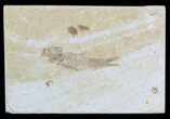 Knightia Fossil Fish - Wyoming #55341-1